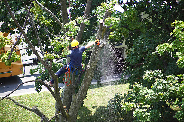 Professional Tree Removal Services in Loving, NM